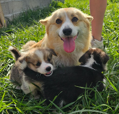 des Poilus de Brocéliande - Welsh Corgi Pembroke - Portée née le 01/07/2023